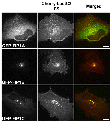 Figure 2. EGFP-Rab11-FIP1 proteins consistently overlap with mCherry-LactC2 (PS) in live HeLa cells. EGFP-Rab11-FIP1 proteins and mCherry-LactC2 overlapped in peripheral and pericentriolar compartments during imaging of live HeLa cells. FIP1B and FIP1C induced a partial accumulation of LactC2 in the pericentriolar compartments. Cells were imaged for at least one minute every 2 s. Data represent at least 3 independent experiments. Bars, 10 μm.