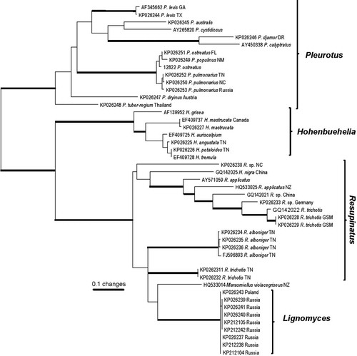 Fig. 19. PhyML analysis based on the ribosomal ITS region. Boldface lines indicate bootstrap support greater than 90%.