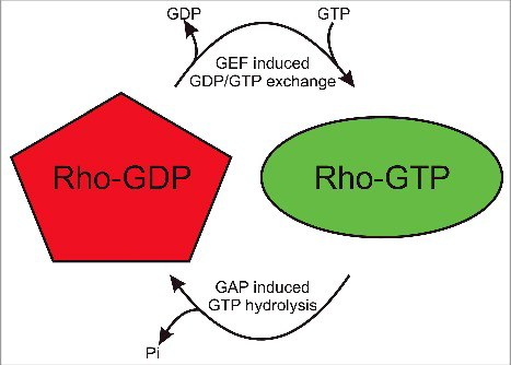 Figure 2. Rho GTPases are molecular switches. When associated GEF molecules promote GDP release, GTP is bound which results in conformational changes in the Switch 1 and Switch 2 regions that enable interactions with downstream effector proteins and consequent signal transduction. Upon association with GAPs, GTP is hydrolysed to GDP and Pi is released to inactivate the Rho protein.
