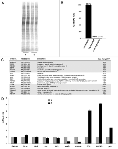 Figure 1 Low translation levels in senescent cells are not due to global changes in mRNA abundance. (A) Young (Y) and senescent (S) WI-38 cells were labeled with L-[35S]methionine and L-[35S]cysteine for 15 min and whole-cell lysates were resolved by SDS-PAGE (12% polyacrylamide), transferred onto filters and visualized using a PhosphorImager. (B) Percentages of unchanged, upregulated and downregulated mRNAs in S relative to Y cells, as revealed by microarray analysis. (C) Partial list of genes identified by microarray analysis of Y and S cells; after isolation of total RNA, mRNAs were identified by Illumina microarray analysis. The threshold considered was ±2 fold. (D) Validation of expressed mRNAs by RT-qPCR amplification using gene-specific primer pairs. Transcript abundance was normalized to GAPDH mRNA.