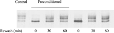 Figure 9 Immunoblot of Cx43 in myofibroblasts subjected to no treatment (control) or to lethal ischemia in the presence or absence of preconditioning with reperfusion for 0, 30, or 60 min. The blots were probed with the polyclonal anti-Cx43 antibody.