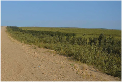 FIGURE 5. Vegetation adjacent to the Dempster Highway on the Peel Plateau, Northwest Territories, Canada. Shrub proliferation, particularly of Alnus viridis, since the 1970s has been most extensive adjacent to the road.