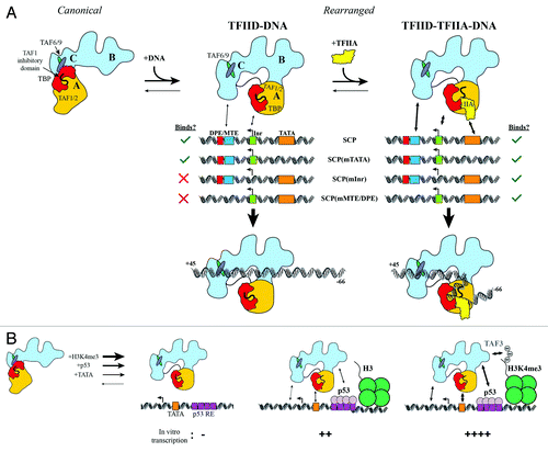 Figure 2. Regulatory interplay between co-activators, activators, histone modifications and promoter DNA binding by TFIID. (A) TFIID exists in both canonical and rearranged conformational states, but only the rearranged state interacts efficiently with SCP DNA. Without TFIIA, TFIID interacts only with SCP and SCP(mTATA) (left). TFIIA facilitates TFIID binding to all mutant promoters (right). (B) TATA box DNA, p53, and H3K4me3 likely stabilize TFIID in a rearranged conformation, as these factors cooperatively stimulate transcription initiation by TFIID. Adapted from.Citation43