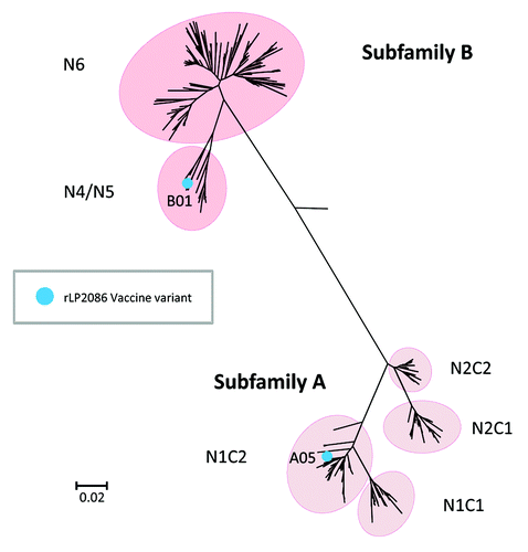 Figure 1. Phylogenetic relationship of meningococcal serogroup B fHBP variants. Figure adapted from Murphy et al.Citation20 Phylogenetic tree of fHBP/LP2086 variants based on clustalW alignment and drawn with MEGA 4. Highlighted are subfamily A and B, the subgroups within the respective subfamilies, and the components of the bivalent rLP2086 investigational vaccine, fHBP variants A05 and B01. During the development of bivalent rLP2086, alternative nomenclature systems were used for fHBP in the scientific literature.Citation21,Citation38 The scale bar indicates phylogenetic distance based on protein sequence. The phylogenetic distance between any two variants is the length of the line traced from one branch back to the first common node on the tree and along the branch to the second variant. The end of each branch on the tree represents a specific fHBP variant. The longer the line connecting the two variants, the greater is the amino acid sequence diversity between them.