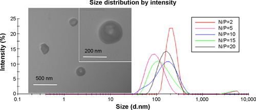 Figure S2 Size distribution of RHss4/DNA of polyplexes at various N/P ratios and TEM image of RHss4/DNA of polyplexes at N/P ratio of 10:1.Note: The N/P ratio is the ratios of moles of the amine groups of cationic polymers to those of the phosphate groups of DNA.Abbreviations: RHss, reducible chimeric polypeptide containing two functional peptides: octa-d-arginine and tetra-l-histidine peptides; TEM, transmission electron microscopy.