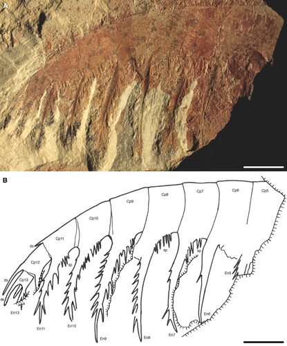 Figure 11. Echidnacaris briggsi (Nedin, Citation1995) comb. nov. SAMA P54790a. Frontal appendage. A, B, photograph and camera lucida drawing, respectively. Abbreviations: Cp5—Cp13, claw podomeres 5–13; ds, dorsal spine; En5–13, endites of claw podomeres 5–13; sp, spinules. Scale bars: 10 mm.