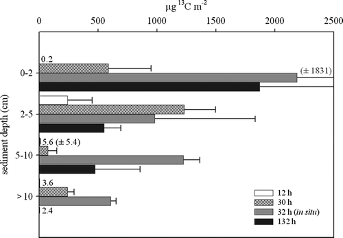 Figure 3.  Total uptake (µg 13C m−2) of label into macrofauna versus sediment depth during the 12, 30 and 132 h on-board incubations and the 32 h in situ experiment. The bars indicate the mean value and the error bars depict the standard deviation.