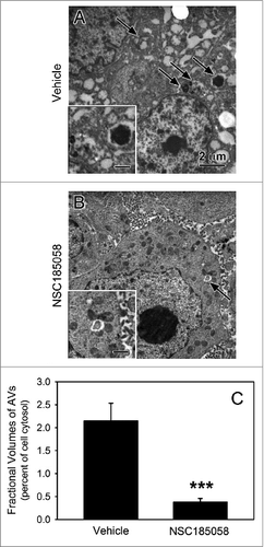 Figure 9. ATG4B antagonist NSC185058 inhibits autophagy within the osteosarcoma tumor. Immunodeficient nu/nu female mice were injected subcutaneously with Saos-2 cells. At 7 d, the mice were divided into 2 groups and injected IP on Monday, Wednesday, and Friday with either peanut oil (A) or NSC185058 (100 mg/kg body weight) in peanut oil (B). At the end time point, tumors were removed and then fixed and processed for electron microscopy (A and B). Pleomorphic AVs (arrows) were evident in the osteosarcomas from vehicle-treated mice, but relatively absent in the tumors from the NSC185058-treated mice. The insets contain higher magnifications of the representative AVs. The fractional volumes of the AVs were quantified by morphometrics as described in Materials and Methods (C). The values represent the mean ± SEM of 8 to 12 electron micrographs from each of 3 vehicle-treated and 4 NSC185058-treated tumors (***P < 0.001). Scale bar: 2 μm.