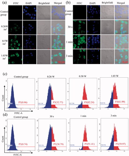 Figure 4. In vitro gene transfection efficiency was evaluated for PC9GR cells. (a,b) Images of PC9GR cells transfected with FITC-SCR siRNA detected by LSCM. Four groups were performed with different ultrasound intensity, namely the control group (the cells without any intervention), 0.26, 0.5, and 1.03 W/m2, and the irradiation time was 1 min (a). Additional four groups were performed to evaluate the effect of the duration, which was the control group (the cells without any intervention), 30 s, 1 min, and 3 min under the ultrasound intensity of 0.5 W/m2 (b). The cytoplasm of 9GR cells in the experimental group showed green fluorescence, but it was not detected in the nucleus. Blue (DAPI) represented the nucleus, while green (FITC) implied FITC-labeled siRNA. (c,d) Flow cytometry was used to detect the proportion of transfected cells in PC9GR cells under different ultrasound irradiation parameters. Four groups were performed with different ultrasound intensity, namely divided into four groups, namely, control group (the cells without any intervention), 0.26, 0.5, and 1.03 W/m2, and the irradiation time was 1 min (c). Additional four groups were performed to determine the effect of irradiation duration, which was the control group (the cells without any intervention), 30 s, 1 min, and 3 min under the ultrasound intensity of 0.5 W/m2 (d). (P3: The proportion of green fluorescent cells successfully transfected with FITC-labeled siRNA was detected by Flow cytometry).