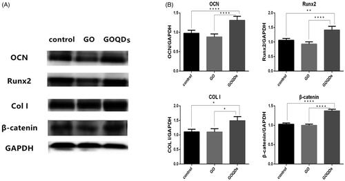 Figure 7. SHEDs were cultured in osteogenic induction medium containing GO or GOQDs for 14 days. (A) Western blot analysis of OCN, Runx 2, COL I, β-catenin and GAPDH expression. (B) Quantification of OCN, Runx 2, COL I and β-catenin protein level. *p < .05, **p < .01, ***p < .001, ****p < .001.