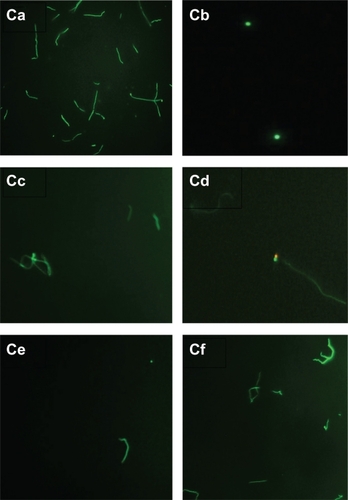 Figure 3C Evaluation of live/dead spirochete and round body forms of B. burgdorferi following treatment with five antibiotics measured by fluorescent microscopy using SYTO®9 green-fluorescent stain (live organisms) and propidium iodide red-fluorescent stain (dead organisms). Visualization of spirochete and round body forms of strain B31 following antibiotic treatment measured by dark field microscopy: (Ca) Control; (Cb) Doxycycline; (Cc) Tinidazole; (Cd) Metronidazole; (Ce) Tigecycline; (Cf) Amoxicillin.Note: All images taken at 40× magnification.