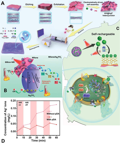 Figure 4 (A) Illustration of the manufacturing procedure of the “self-rechargeable” membranes.Citation114 (B) Diagram of the photothermal and photodynamic mechanism of the “self-rechargeable” system.Citation114 (C) Antimicrobial and “self-rechargeable” effects.Citation114 (D) In the “recycle-release” process, the “self-rechargeable” ability will gradually diminish, but PDA can slow this down significantly.Citation114 Reproduced from Yang Y, Zhou X, Chan YK, et al. Photo-Activated Nanofibrous Membrane with Self-Rechargeable Antibacterial Function for Stubborn Infected Cutaneous Regeneration. Small. Mar 2022;18(12):e2105988.Citation114 © 2022 Wiley-VCH GmbH.