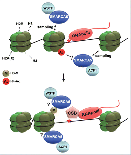 Figure 4. ISWI chromatin remodeling during NER. Depicted is a hypothetical model of how ISWI complexes function in transcription-coupled nucleotide excision repair. ISWI complexes, including ACF (SMARCA5 and ACF1) and WICH (SMARCA5 and WSTF), continuously sample DNA and only associate with chromatin when encountering specific signals. Such signals could be dependent on RNA polymerase II (RNApolII) arrest at DNA damage and could involve histone deacetylation (acetylation is indicated with Ac) and methylation (indicated with M). DNA damage arrested RNApolII binds with more affinity to the essential repair protein CSB and is itself reverse translocated, likely to make the lesion accessible for repair. SMARCA5 is necessary for efficient loading of CSB at sites of UV-induced transcriptional arrest, suggesting that chromatin remodeling facilitates access to DNA. Reverse translocation of RNApolII probably also requires chromatin remodeling.
