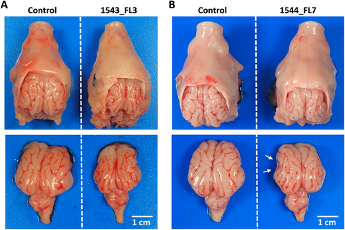 Fig. 3 Macroscopic evidence of microencephaly in two fetal piglets following IP inoculation of ZIKV.Top view of heads and brains of fetuses presenting stunted brain growth; 1543_FL3 a and 1544_FL7 b. Note the smaller gyri of the cerebral cortex of all lobes in fetus 1543_FL3 and of the parietal, temporal, and occipital lobes in fetus 1544_FL7 (white arrows)