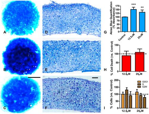 Figure 2 Effects of BBR in 12 days cultures of limb skeletal progenitors. (A–C) are low magnification views of 15 days old cultures stained with Alcian blue. (A) is a control culture. (B and C) are experimental cultures treated for 6 hr at day 12 with BBR at 12.5 µM (B) and 25µM (C). Note the increased cartilage staining in treated cultures. (D–F) semithin sections of control (D) and experimental cultures treated with 12.5 µM BBR (E) and 25µM BBR (F) showing a mild increased prehypertrophic appearance in cartilage subjected to high-dose treatment (F). (G) quantitative analysis of Alcian blue dye in control and BBR treated cultures, after guanidine-HCl extraction (n=5). (H) graphic representation of the rate of cell death evaluated by flow cytometry in long-term cultures treated for 6 hr with BBR versus untreated control cultures (represented by the dotted line). (I) graphic representation comparing the proportion of cells at the different stages of the cell cycle between treated and control cultures. Scale bar for (A–C)= 1mm; Scale bar for (D–F) = 30 µm. Graphs in (G–I) represent the Mean ± SD. The dotted line represents values in control cultures. Differences were analyzed using ANOVA analysis. **p<0.01; ***p<0.001.