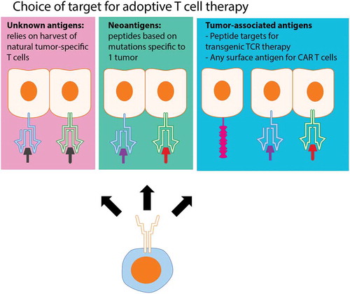 Figure 1. An overview of the different classes of T cell targets used for ACT in solid cancer.