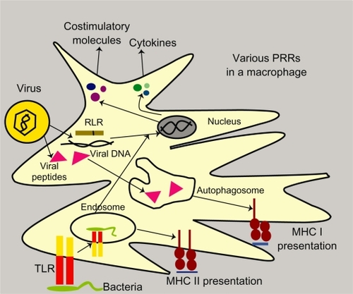 Figure 1 Pathogen recognition by dendritic cells in mucosa by toll-like receptors and RLR and their processing via major histocompatibility complex I and II pathways in a macrophage.