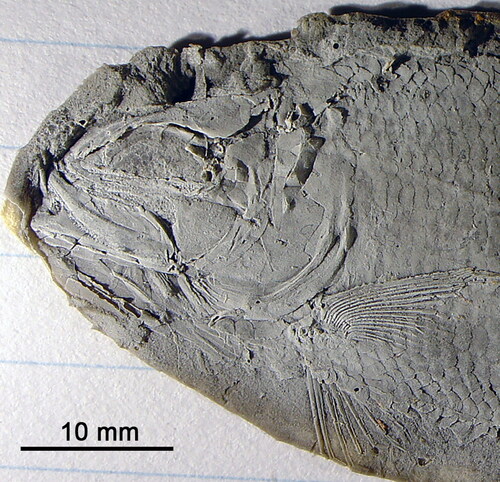 Fig. 6. Aphnelepis australis (AM F104690) whitened latex peel showing cranial bones and pectoral fins exposed by rotation of the body.