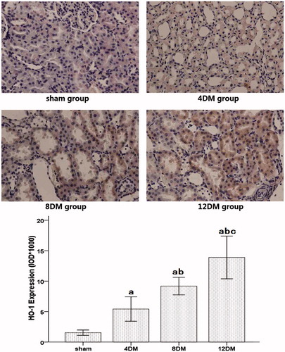 Figure 6. Expression of HO-1 in renal tissues assessed by immunohistochemistry (SP ×400). Values (mean ± SD) were obtained for each group of eight animals. ap < 0.05 compared to the values of normal rats (sham). bp, cp < 0.05 compared to the values of diabetic rats after 4 weeks and 8 weeks (4DM, 8DM), respectively.