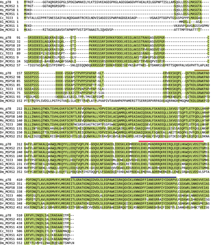 Figure 3. Multiple sequence alignment of MCRS1 orthologs by the MUSLCE algorithm of the SnapGene. Human MCRS1 isoforms (Hs_p78, Hs_MCRS2, and Hs_MSP58) and their orthologs (mouse Ms_MCRS1, quail Cc_TOJ3, frog Xl_MCRS1, zebrafish Dr_MCRS1, and fly Dm_MCRS2) are aligned based on sequence similarity. Highly conserved amino acid residues (>50%) are highlighted in green. SANT, CC, and FHA domains are marked with brown, red, and dark blue lines, respectively.