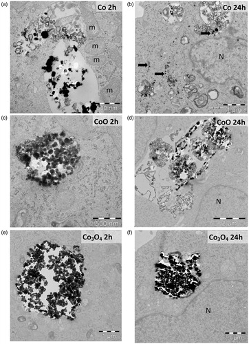 Figure 4. TEM images of A549 uptake of NPs of Co (a, b), CoO (c, d), and Co3O4 (e, f) after 2 and 24 h. ‘N’ indicates nucleus, ‘m’ mitochondria, and free NPs are indicated by arrows.