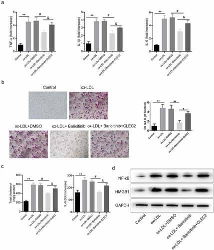 Figure 5. JAK1/STAT1 pathway affected the inflammatory response and lipid accumulation. (a) The levels of inflammatory cytokines were detected by ELISA. (b) Lipid accumulation was detected by oil red O staining, and the area was measured by Image Pro Plus. (c) The contents of TC and FC were measured by colorimetric kits. (d) The protein expression levels were measured by Western blotting. **P < 0.01 compared with control; #P < 0.05 compared with ox-LDL+ DMSO; &P < 0.05 compared with ox-LDL+Baricitinib.