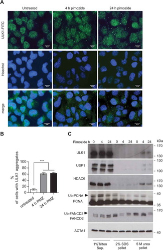 Figure 4. The USP1 inhibitor pimozide affects ULK1 compartmentalization/solubility. (a and b) U2OS cells were left untreated or incubated with 2.5 μM pimozide for the indicated time points, then fixed for immunofluorescence analysis with anti-ULK1 antibody and analyzed by confocal laser scanning microscopy. (a) Representative images, scale bar: 10 μm. (b) Quantification of cells with ULK1 aggregates. The graph reports the means ± SD of 3 independent experiments, at least 50 cells per group per experiment were counted. *** = P < 0.0001. (c) U2OS cells were left untreated or treated with 2.5 μM pimozide for the indicated time intervals. Next, 1% Triton X-100-soluble and -insoluble fractions were separated by centrifugation. Pellets were solubilized either with 5 M urea- or 2% SDS-containing buffers, and analyzed by immunoblot with the indicated antibodies.