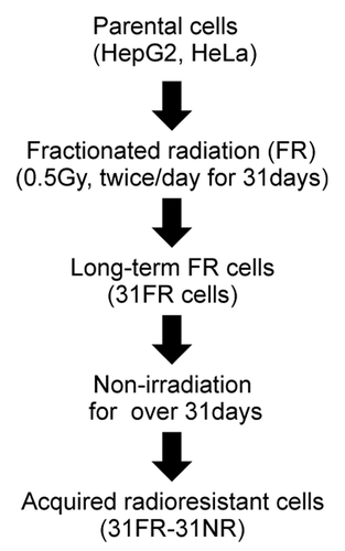 Figure 1. A flowchart describing the derivation of acquired radioresistant 31FR-31NR cells. Cells were exposed to FR consisting of a 0.5 Gy X-ray fraction dose at every 12 h, 6 d a week. The cells treated with this exposure scenario with 62 fractions for 31 d were referred to as 31FR cells. The 31FR cells were further cultured without irradiation for more than 31 d and the resulting cells were designated as 31FR-31NR cells.