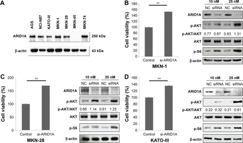 Figure 1 Cellular proliferation by AKT phosphorylation is induced by ARID1A knockdown.