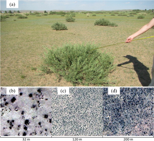 Figure 3. Shapes of C. microphylla Lam. patches at different observation scales: (a) field observation on the ground, (b) UAV image with a resolution of 0.08 m, (c) Google Earth image with a resolution of approximately 0.3 m; and (d) WorldView-2 multispectral fusion image with a resolution of 0.5 m.