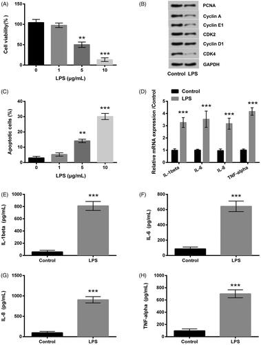 Figure 1. LPS prompted inflammation impairment in HK-2 cells. (A–C) The cell viability, cycle-related proteins expression and the apoptotic rate were detected by CCK-8, western blot and Annexin V-FITC/PI kit combined with flow cytometry. (D) qRT-PCR showed that the inflammatory factors mRNA expression levels were promoted by LPS. (E–H) The inflammatory factors were determined by ELISA. LPS: lipopolysaccharide; CCK-8: cell counting kit-8; FITC: fluorescein isothiocyanate; PI: propidium iodide; qRT-PCR: quantitative real-time polymerase chain reaction; mRNA: messenger RNA; ELISA: enzyme-linked immunosorbent assay. **p < .01, ***p < .001 compared to the corresponding group.