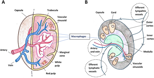 Figure 3 Schematic structure of spleen (A) and lymph node (B).