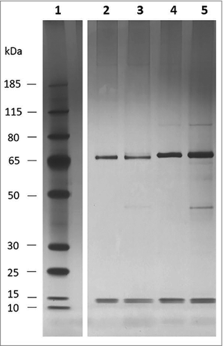 Figure 5. Silver staining of C. jejuni Co-IP eluate; 1, pre-stained ladder (Page ruler plus); 2, 11168H eluate after 1 hour incubation; 3, 11168H eluate after 3 hour incubation; 4, 81–176 eluate after 1 hour incubation; 5, 81–176 eluate after 3 hour incubation