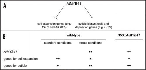 Figure 1 (A) A schematic representation of a model for the role of AtMYB41 as a negative regulator of genes involved in cell expansion and as positive regulator of genes involved in cuticle synthesis and deposition. (B) Expression level of different genes is shown in wild-type and in 35S::AtMYB41 plants in normal growth conditions and in response to water stress. “++” corresponds to high expression level, “+” to low expression level and “−” to no expression.