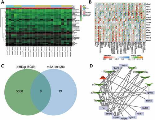 Figure 3. m6A-lncRNA network construction. (A) The expression heatmap of 32 lncRNAs in the merged dataset. (B) Correlation analysis of the expression of 15 m6A genes and 32 lncRNAs. *p < .05. **p < .01. ***p < .001. The X-axis indicates lncRNAs, and the Y-axis indicates m6A genes. (C) The Venn diagram of intersection of lncRNAs significantly related to m6A and differentially expressed genes in AP. (D) The m6A-lncRNA network of 9 candidate lncRNAs and 11 related m6A genes was constructed. The degree value gradually decreased clockwise from Ythdf1. Red represents upregulation, green represents downregulation, the square represents m6A genes, the triangle represents upregulated lncRNAs, and V-shape represents downregulated lncRNAs.