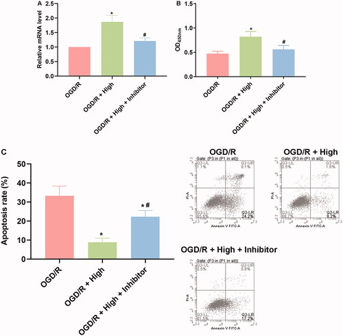 Figure 5. Inhibition of miR-26b-5p impaired cell viability and induced apoptosis in OGD/R and berberine-treated cardiomyocytes cells. Cells were transfected with miR-26b-5p inhibitor and then subjected to berberine and OGD/R treatments. The expression level of miR-26b-5p was detected using RT-qPCR (A). The cell viability was detected using CCK-8 assay and represented by OD value at 450 nm (B). The cell apoptosis was detected using apoptosis detection kit in a flow cytometer (C). *p< 0.05 vs. OGD/R group. #p< 0.05 vs. OGD/R + high group.