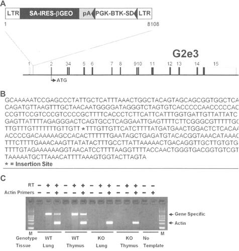 Figure 1 Disruption of the G2e3 gene.Notes: (A) G2e3-deficient mice were generated from OmniBank ES cell clone OST GST_3673_G2 which contains a gene trapping vector insertion in the first intron of G2e3 (accession NM_001015099.1). Numbered rectangles represent the 15 exons; open rectangles represent noncoding, and closed rectangles represent coding, exon sequence. (B) G2e3 intron 1 sequence surrounding the vector insertion site. (C) RT-PCR analysis of G2e3 transcript using primers complimentary to exons 1 and 2 of the G2e3 gene. Endogenous G2e3 transcript was detected in the lung and thymus of WT mice. No endogenous G2e3 transcript was detected in KO mouse tissues. RT-PCR analysis using primers (Actin) complimentary to the mouse beta-actin gene (accession number M12481) was performed in the same reaction as an internal amplification control.Abbreviations: LTR, long terminal repeat; SA, splice acceptor sequence; IRES, internal ribosomal entry site; βGEO, translational fusion of the beta-galactosidase gene and the neomycin phosphotransferase gene; pA, polyadenylation sequence; PGK, phosphoglycerate kinase-1 promoter; BTK-SD, Bruton tyrosine kinase splice donor sequence; RT-PCR, reverse transcription-polymerase chain reaction; WT, wild-type; KO, knockout; M, PCR product size markers.