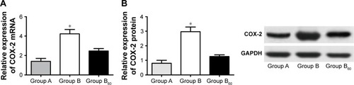 Figure 5 Effects of resveratrol on the expression of COX-2 in A549 cells. (A) Expression of COX-2 mRNA by qRT-PCR. (B) Expression of COX-2 protein by Western blot. *P<0.01 when compared with the other two groups.