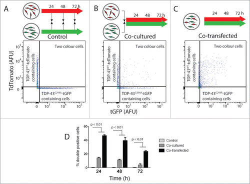 Figure 2. TDP-43WT or TDP-43G294A proteins can transfer from cell to cell in NSC-34 cells. NSC‐34 transiently transfected with TDP-43WT-tdTomato or TDP-43G294A-tGFP were either mixed (indicated by black arrows in schematic diagram) at the end of the incubation (A), immediately following transfection (B). Alternatively, cells were co-transfected to express both fusion proteins (C). After incubation for either 24, 48 or 72 h live intact cells were analyzed by flow cytometry. (A-C) Representative 2 parameter, pseudo-color flow cytometry plots showing identification of cells expressing TDP-43WT-tdTomato or TDP-43G294A-tGFP and cells containing both from the 48 h timepoint. (D) Histogram showing double positive cells as a percentage of all cells containing a fluorescent protein. Results shown as mean percentage of cells ± SEM, n = 3 independent experiments. Significant differences indicated with p value represent unpaired T-test comparisons between treatments indicated by line.