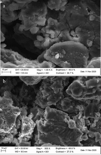 Figure 6. Scanning electron microscopy of SLMPs. (A: 1.00 KX, B: 500 X).