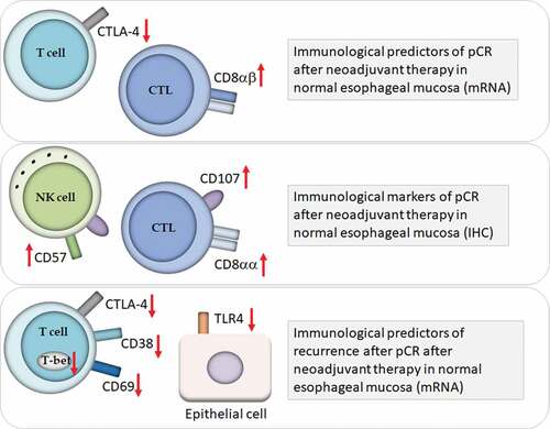 Figure 5. Immune surveillance in healthy esophageal mucosa: role in pathological complete response (pCR) after neoadjuvant therapy for esophageal adenocarcinoma. Markers of immune response in the healthy esophageal mucosa that might act as predictors of pCR and of recurrence after pCR. Abbreviations: Cytotoxic T Lymphocytes (CTL); Natural killer (NK) cells; immunohistochemistry (IHC).