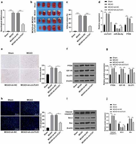 Figure 7. Knockdown of circTLK1 relieved IS in MCAO mice. (a-j) sh-NC or sh-circTLK1 was injected into mouse lateral ventricle. After 24 h of injection, mice were treated by MCAO (1 h/24 h) or sham operation and brain tissues were collected and analyzed; (a) Neurological impairment assessment, N = 18, *** P< 0.001; (b) TTC staining of brain sections; (c) Cerebral infarction volume; (d) circTLK1, miR-26a-5p, and PTEN expressions in brain tissues were detected using RT-qPCR; (e) PTEN expression in brain tissues detected using immunohistochemistry; (f-g) PTEN, IGF-1 R, and GLUT1 protein levels in brain tissues detected by WB; (h) Cerebral cortical apoptosis detected using TUNEL staining; (i-j) Cleaved caspase-3, Bcl-2 and Bax protein levels in brain tissues detected by WB. N = 6, *P < 0.05, **P < 0.01, ***P < 0.001.