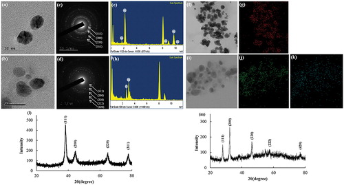 Figure 2. TEM micrograph of Gu–AuNps (a) and Gu–AgClNps (b). Selected area electron diffraction pattern of Gu–AuNps (c) and Gu–AgClNps (d). EDX spectrum of gold nanoparticles (e), elemental mapping: electron micrograph region of gold nanoparticles (f), and distribution of gold element, red (g). EDX spectrum of Gu–AgClNps (h), elemental mapping: electron micrograph region of Gu–AgClNps (i), distribution of silver element, green (j) and distribution of chloride element, blue (k). X-ray diffraction spectrum of Gu–AuNps (l), and Gu–AgClNps (m).