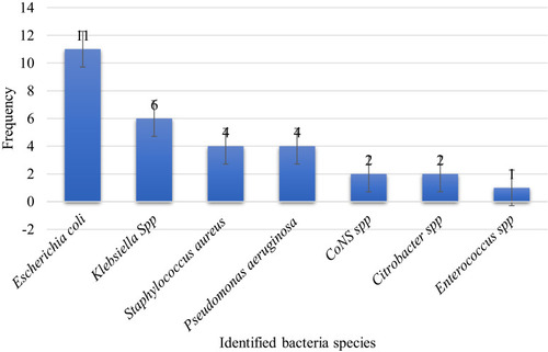Figure 1 Distribution of isolated bacteria from ascitic fluids of study participant.