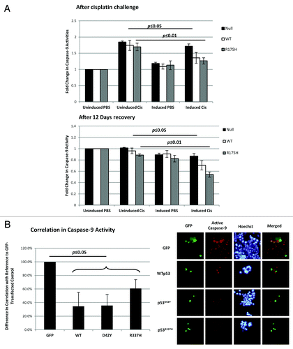 Figure 5. Resistance to cisplatin in the presence of p53 correlated with the inhibition of caspase-9 activity. (A) H1299 cells were induced with ponasterone A to express p53 prior to treatment with 25 µM cisplatin for 48 h. After 48 h with cisplatin, caspase-9 activity was measured and normalized to cell density (top panel). The cells were then allowed to recover in the absence of cisplatin over 12 d. Caspase-9 activity after the 12-d recovery period was also measured (bottom panel). (B) HCT-116 p53-/- cells were transfected with the various GFP-tagged p53 before 0.5 mM of cisplatin was added. At 72 h, substrates that are specific to the action of active caspase-9 were added to the cells to yield a fluorescent product 1 h prior to imaging. Cells positive for both GFP fluorescence and caspase-9 activity were counted and expressed as a ratio over the total number of GFP-fluorescence-positive cells (left panel). The right panel shows the representative images used to calculate the correlation percentages.