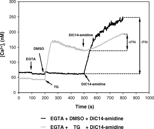 Figure 4.  Effect of diC14-amidine on [Ca2 + ]i in TG treated K562 cells. Cells (1×106 cells/ml) resuspended in D-PBS medium at 1 mg/ml glucose in the presence of 1 mM Ca2 +  were loaded with Fluo-3-AM for 30 min at 37°C, and then incubated in Ca2 + -free medium (no Ca2 +  plus 20 µM EGTA). At time = 200 s, 5 µl of 65 µg/ml TG in DMSO (grey curve) or the same volume of DMSO (control, black curve) was added. At t = 500 s, diC14-amidine (37 µM) was added. Intracellular Ca2 +  concentration changes were measured at 37°C using fluorescence spectroscopy as described in Materials and Methods. The same experiment was repeated three times and showed identical results.