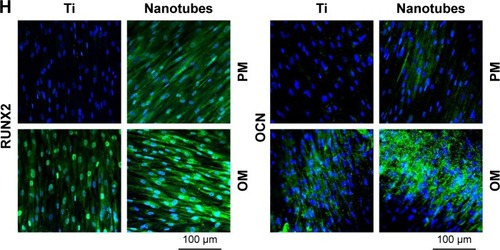 Figure 1 Surface characterization, cell morphology, and osteoinductive ability of TiO2 nanotubes.Notes: (A) Scanning electron microscopic (SEM) observation of TiO2 nanotubes and smooth Ti surfaces. (B) Atomic force microscopy (AFM) images of TiO2 nanotubes and Ti surfaces. (C) Photographs of contact-angle measurement of water. (D) Confocal micrographs of human adipose-tissue-derived stem cells (hASCs) on TiO2 nanotubes and Ti surfaces after 2, 4, and 24 hours of culture. (E) SEM observation of cell morphology on TiO2 nanotubes and Ti surfaces after 2, 4, and 24 hours of culture. (F) Cell spreading area on TiO2 nanotubes and Ti surfaces after 2, 4, and 24 hours of culture. (G) Gene expression of osteogenic-related genes quantified by quantitative real-time PCR. *P<0.05. (H) Immunofluorescent staining of RUNX2 and osteocalcin (OCN) in hASCs cultured on TiO2 nanotubes and Ti surfaces after 7 days of osteoinduction. OCN and RUNX2 are colored green, while nuclei are blue.Abbreviations: OM, osteoinduction medium; PM, proliferation medium.