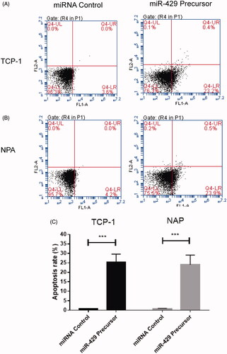 Figure 3. Overexpression of miR-429 induces apoptosis in thyroid cancer cell lines. (A) Overexpression of miR-429 affects apoptosis status in TCP-1. (B) Overexpression of miR-429 affects apoptosis status in NPA. (C) The distribution of apoptosis in both TCP-1 and NPA cell lines.