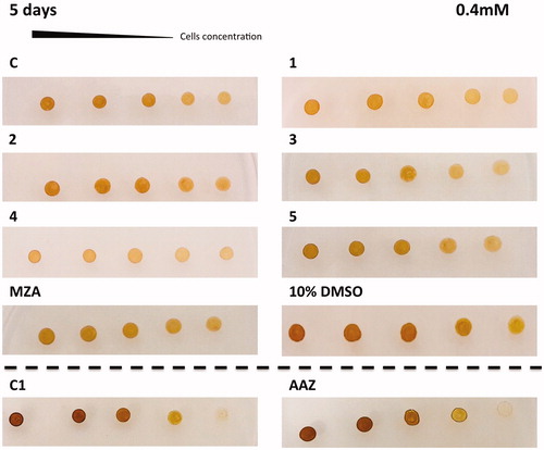 Figure 4. Diatom cells were spotted on the agar plates containing 0.4 mM of each sulphonamide inhibitors. Panel containing the agar with the inhibitor has been indicated with the acronym of the inhibitor used. The panel C1 and AAZ are separated by the other groups because obtained from a different set of experiments. Legend: C and C1, panels with the plate free of the inhibitor; 10% DMSO, panel with the plate inoculated with 10% DMSO; Panels 1, 2, 3, 4, 5, MZA, AAZ, plates with the sulphonamide inhibitors; Number of cells going from left to right: 2.0 × 107; 1.5 × 107; 1.0 × 107; 0.75 × 107 and 0.5 × 107. Diatom cell survival was monitored after five days under normal light conditions and 18 °C. The disappearance of the diatom colonies evidences the inhibitor effect of the CAIs.