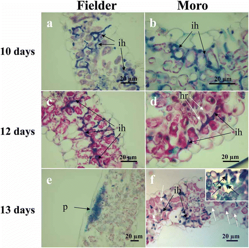 Fig. 2 (Colour online) Intercellular mycelium proliferation of P. striiformis in ‘Fielder’ (a, c and e) and ‘Moro’ (b, d, and f) leading to compatible and incompatible interactions, respectively. (a, b) Similar development of intercellular hyphae (ih) in both ‘Fielder’ and ‘Moro’ observed at 10 dai. (c, d) Normal development of intercellular hyphae (ih) in ‘Fielder’ but in ‘Moro’, the hypersensitive response results in a loss of fungal organization and structure (white arrows) associated with intercellular hypha and protruding haustorial mother cells (black arrows) is observed at 12 dai. (e, f) Pustules (p) formed beneath the epidermis in ‘Fielder’ are evident at 13 dai whereas in ‘Moro’, mesophyll cells among the intercellular hyphae (black arrows) are undergoing HR with loss of cell contents and disintegration of membranes (white arrows), membrane disintegration is becoming widespread in leaf cells (inset) encircled by intercellular hyphae (ih). Sections embedded in paraffin and stained with triple stain. Bars = 20 µm.